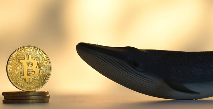 بازگشت بیت کوین به بالای ۴۰هزار دلار به خاطر خرید نهنگ‌ها بوده است
