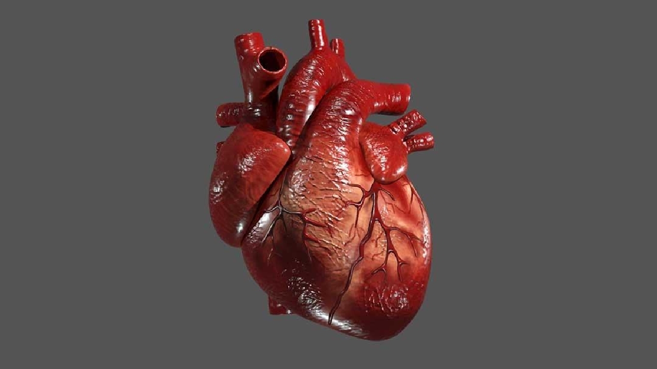 چاپ سه بعدی قلب که مانند قلب واقعی کار می‌کند چاپ شد