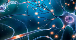 «هوش ارگانوئید» شاخه‌ای جدید از پژوهش‌های هوش مصنوعی