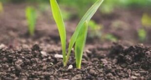 بذر رباتی در کشاورزی انقلاب به پا می‌کند