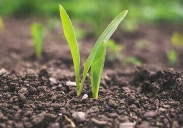 بذر رباتی در کشاورزی انقلاب به پا می‌کند
