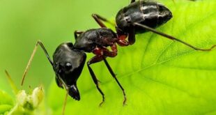 ربات هوشمند ردیاب با الهام از حرکت مورچه‌ها ساخته شد